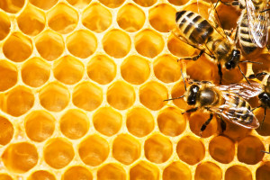 Beeswax